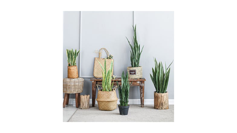 Soga 95cm Artificial Snake Plant