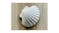 Lanco Clam Shell Bath Toy