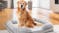 TSB Living Memory Foam Pet Bed Large - B23