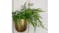 Kmall Modern Oval Decorative Plant Hanger - Gold