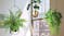 Kmall Modern Oval Decorative Plant Hanger - Gold