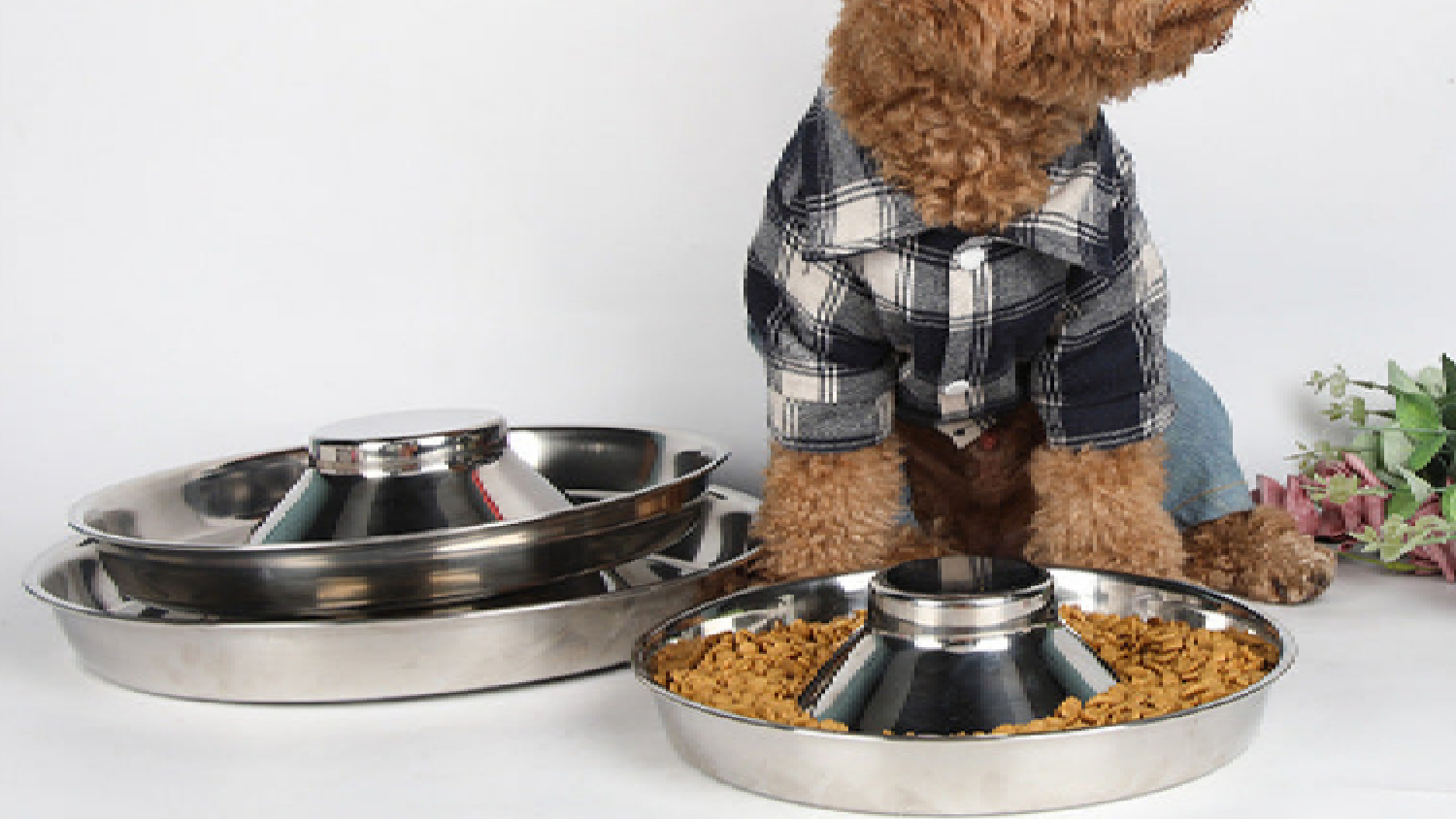 A dog with the slow-feeder bowl.