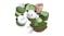 Hape Play Food Set - Green Tea Desserts