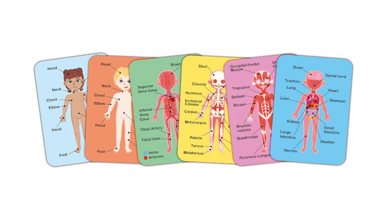 Hape Human Body Card Dolls 68pcs.