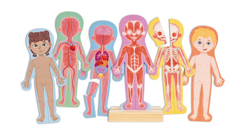 Hape Human Body Card Dolls 68pcs.