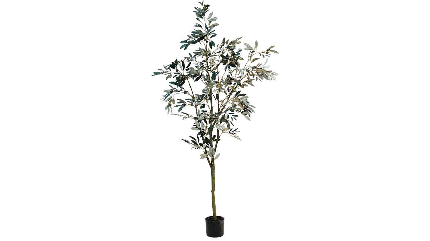 Potted Olea Olive Tree - 180cm