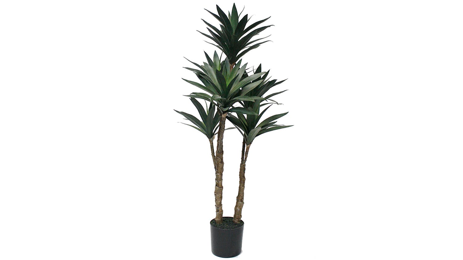 Potted Dracaena Plant - 91cm