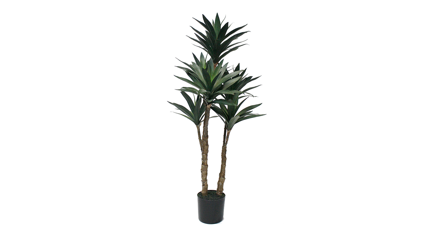 Potted Dracaena Plant - 91cm