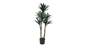 Potted Dracaena Plant - 91cm