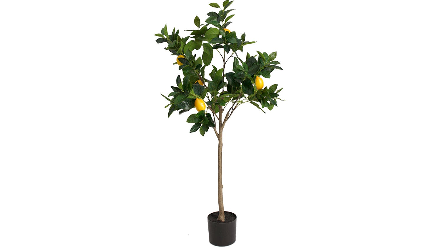 Lemon Topiary Tree - 135cm