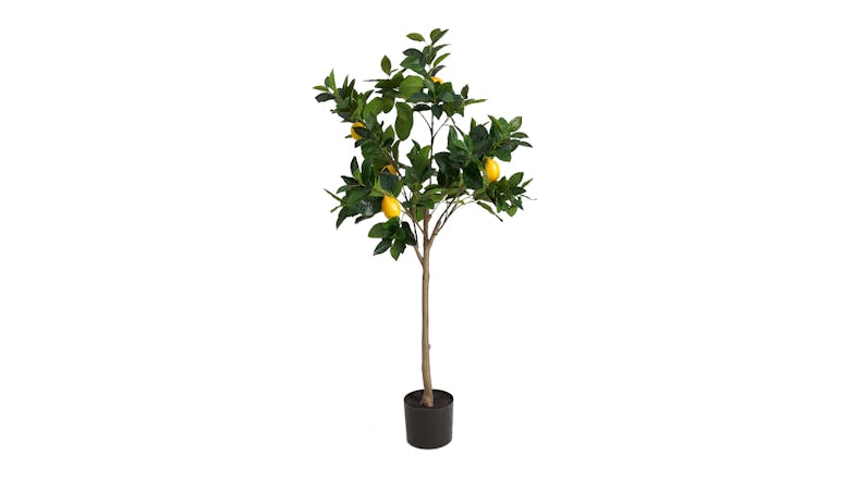 Lemon Topiary Tree - 135cm