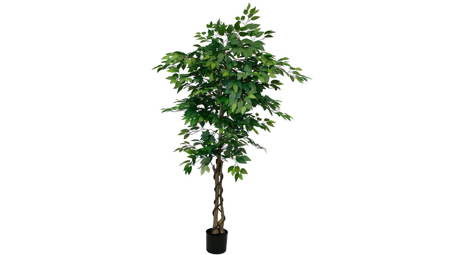 Potted Ficus Tree - 120cm