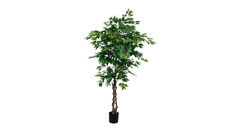 Potted Ficus Tree - 120cm