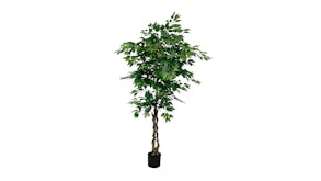 Ficus Tree - 180cm