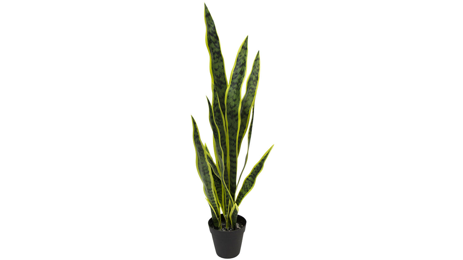 Mother In Laws Tongue - 76cm