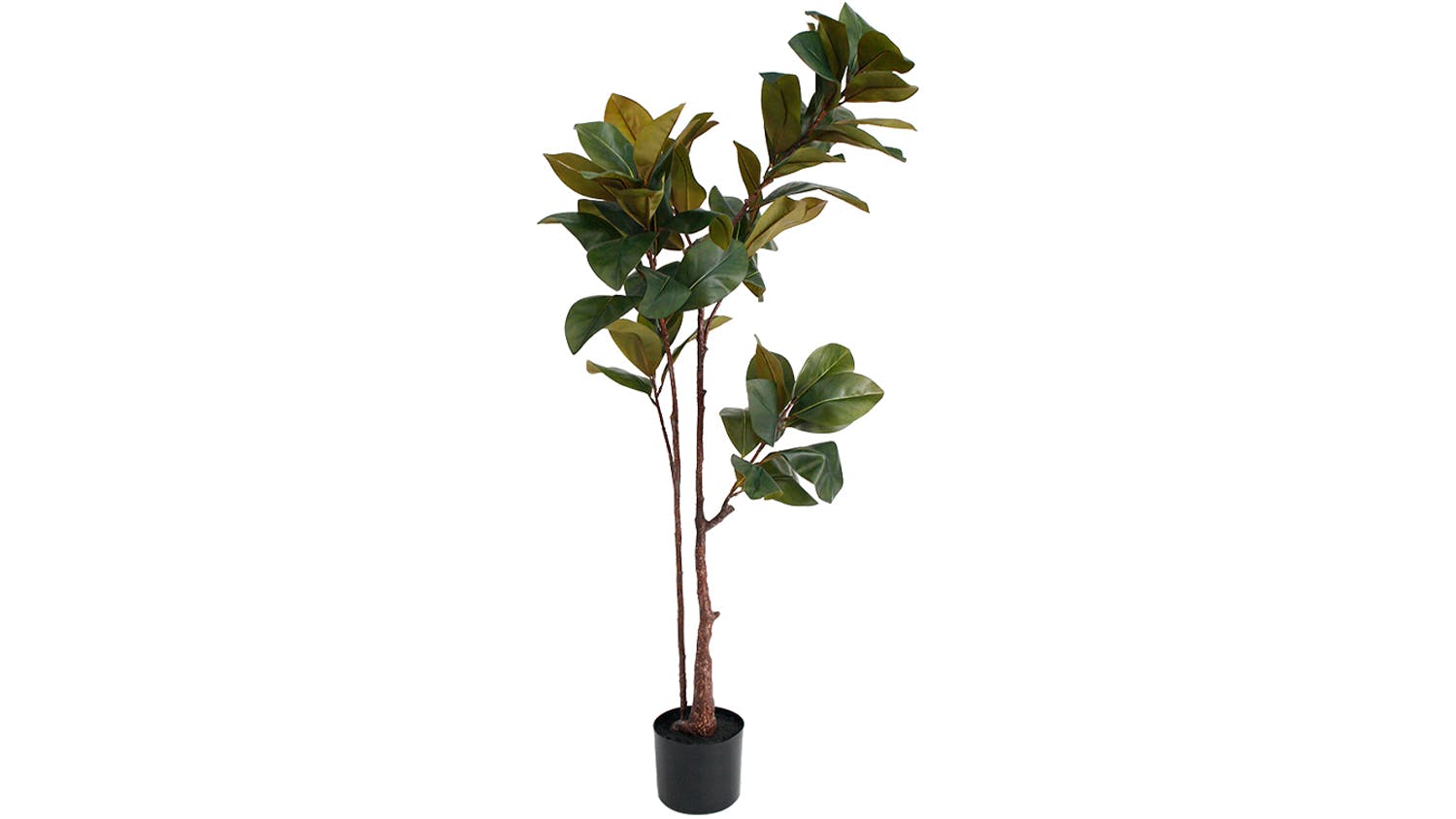 Magnolia Tree - 150cm