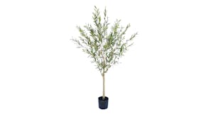 Olive Tree - 180cm
