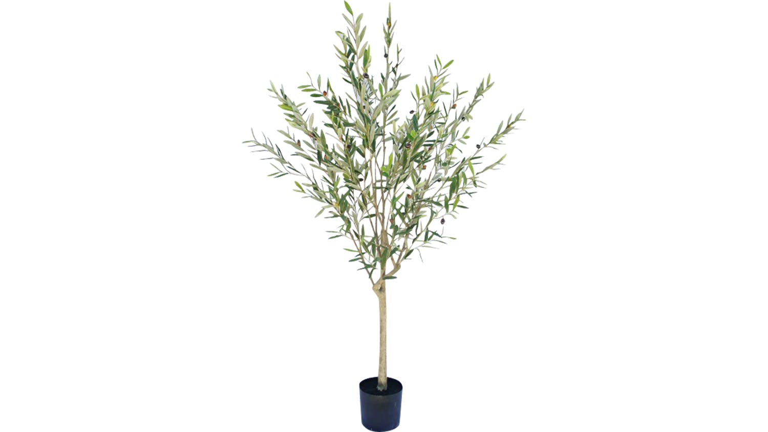 Olive Tree - 210cm