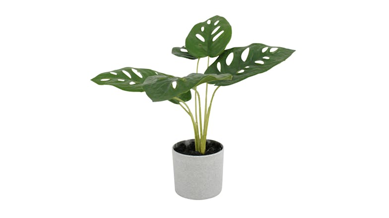 Swiss Cheese Plant - 24cm