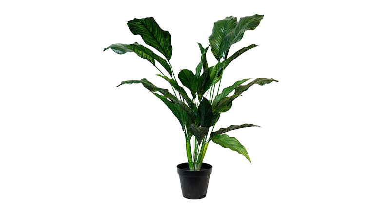 Spathiphyllum Kochii - 91cm