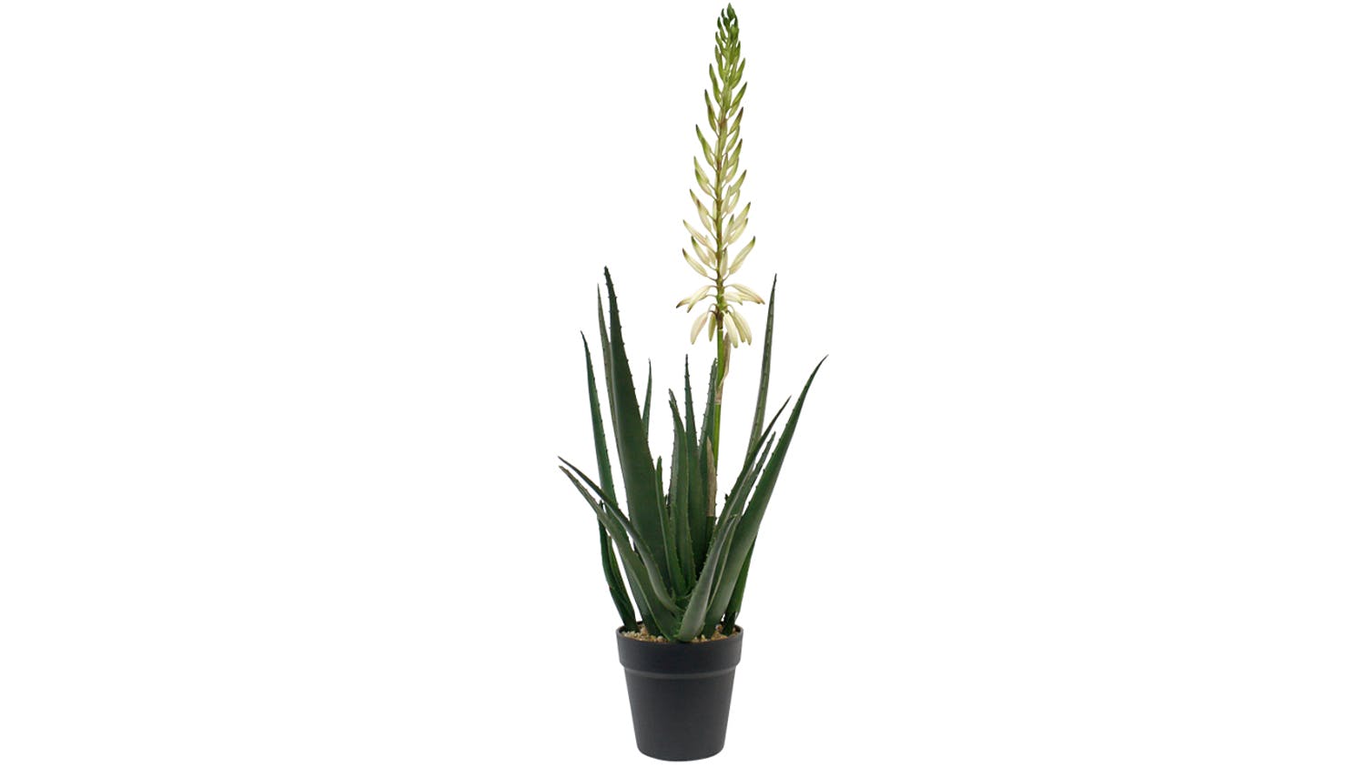 Flowering Aloe Vera - 79cm