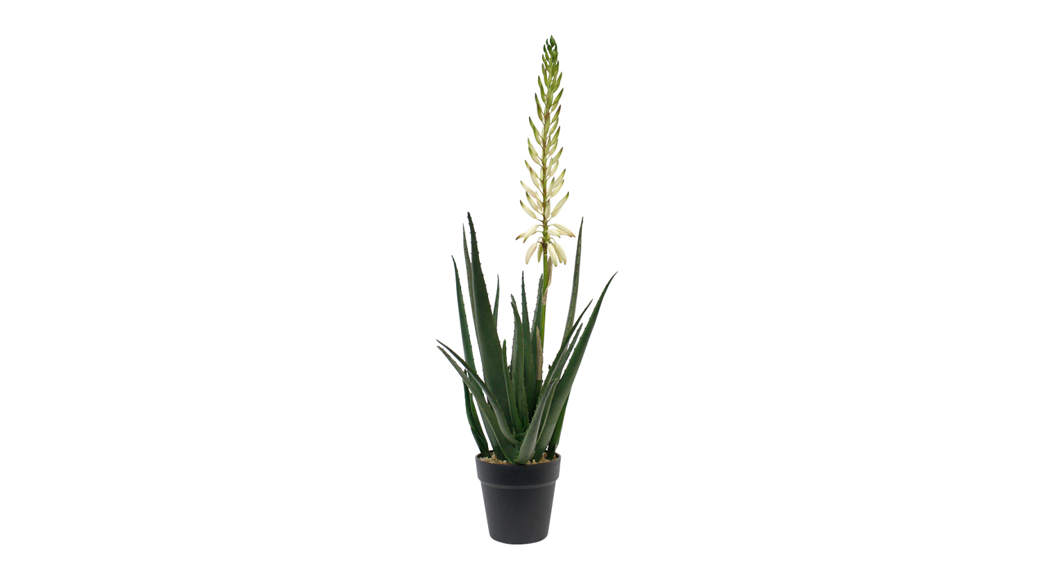 Flowering Aloe Vera - 79cm