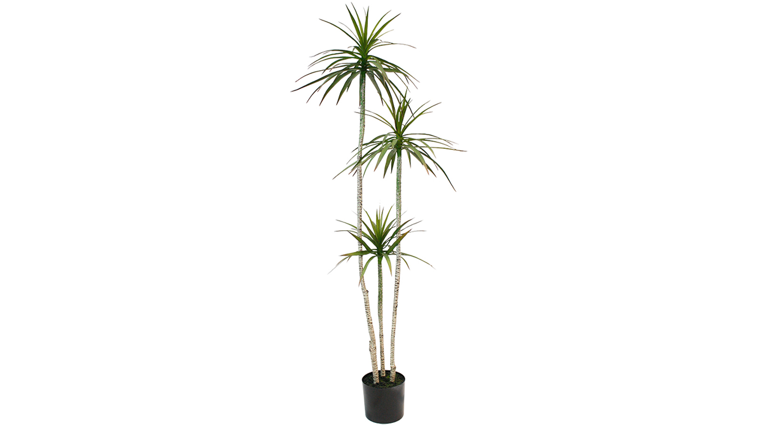 Red-Edged Draceana - 181cm