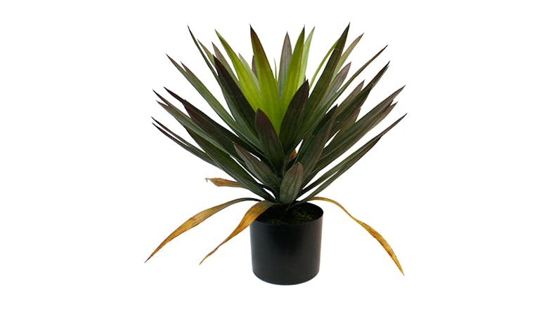 Phoenix Tailed Yucca - 50cm