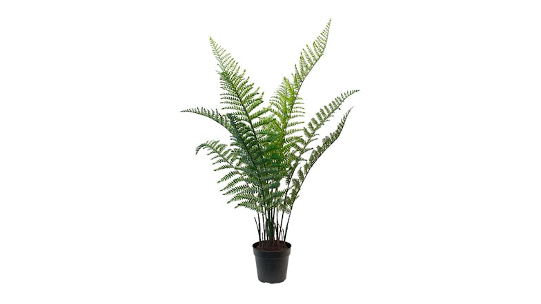 Woodwardia Bush - 84cm