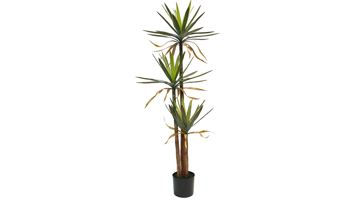 Phoenix Tailed Yucca - 167cm