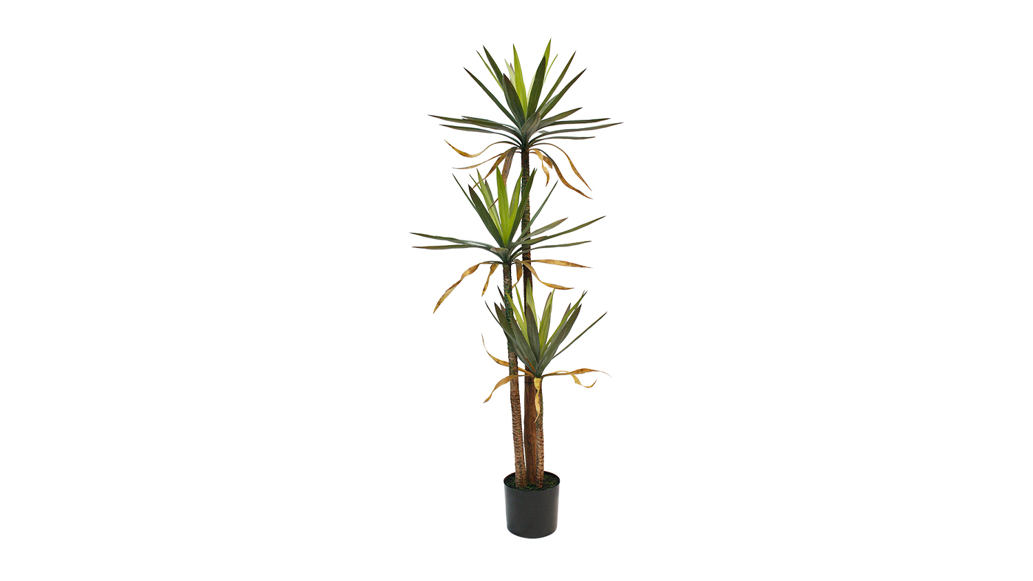 Phoenix Tailed Yucca - 167cm