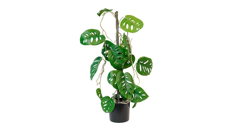 Swiss Cheese Vining Plant - 63.5cm