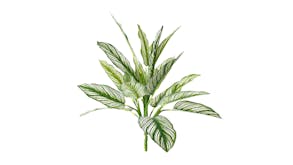 Calathea Whitestar Leaf Bush - 40cm