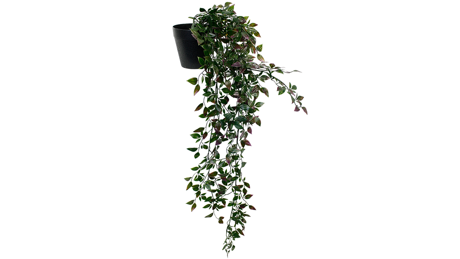 Potted Wandering Dew Bush - 89cm