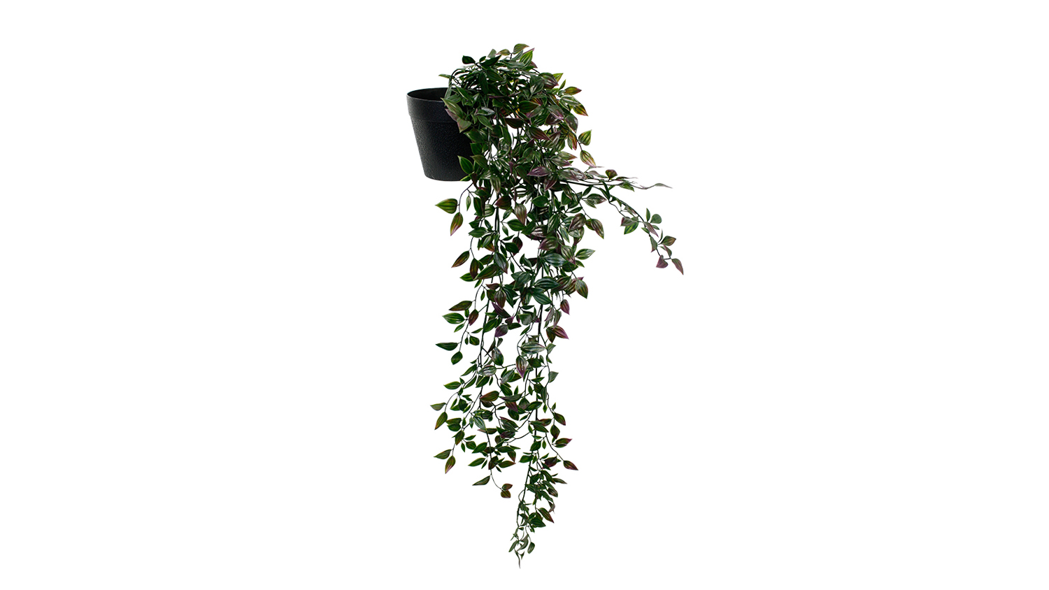 Potted Wandering Dew Bush - 89cm