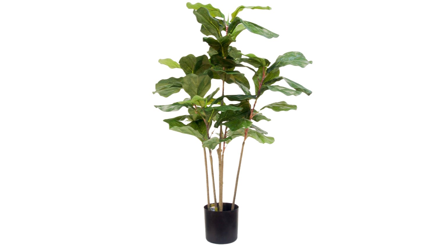 Potted Fiddle Tree - 90cm