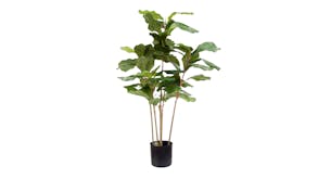 Potted Fiddle Tree - 90cm