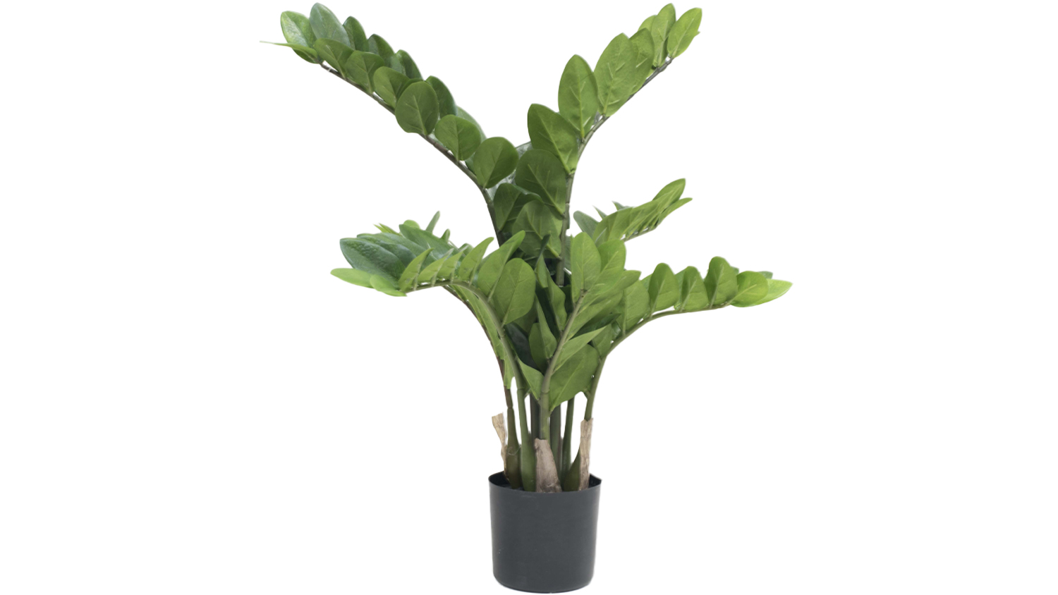 Potted Zamifolia Bush