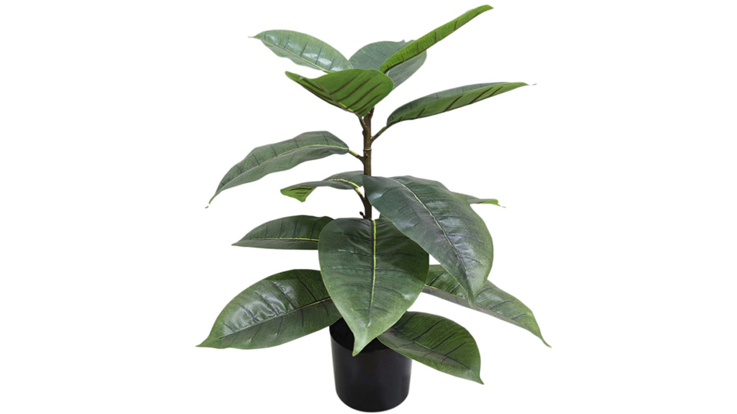 Rubber Plant - 56cm