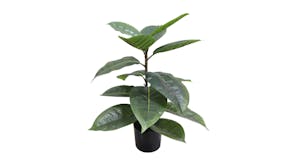 Rubber Plant - 56cm
