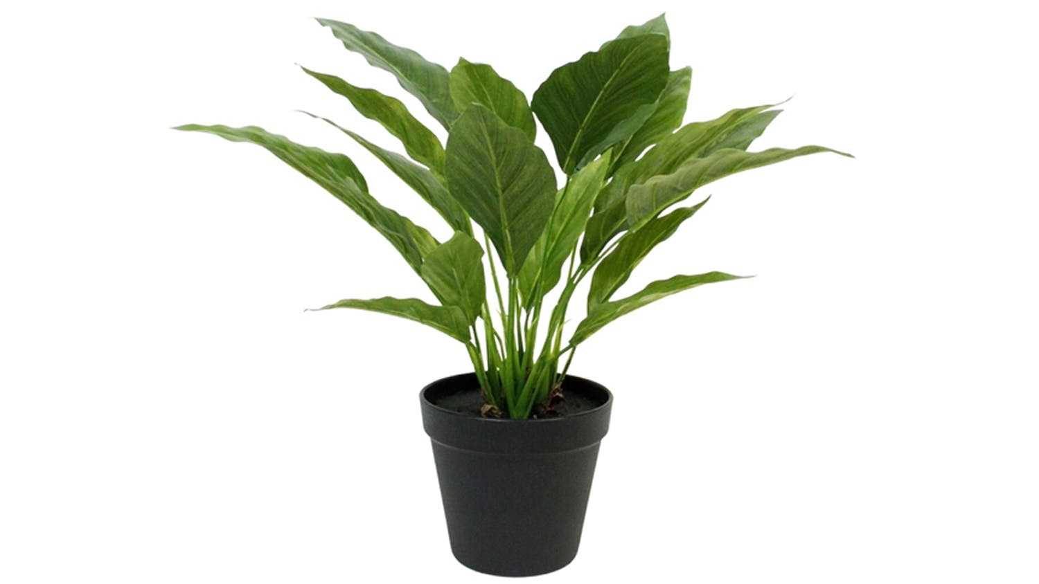 Spathiphyllum Bush - 40cm
