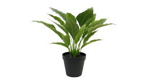 Spathiphyllum Bush - 40cm
