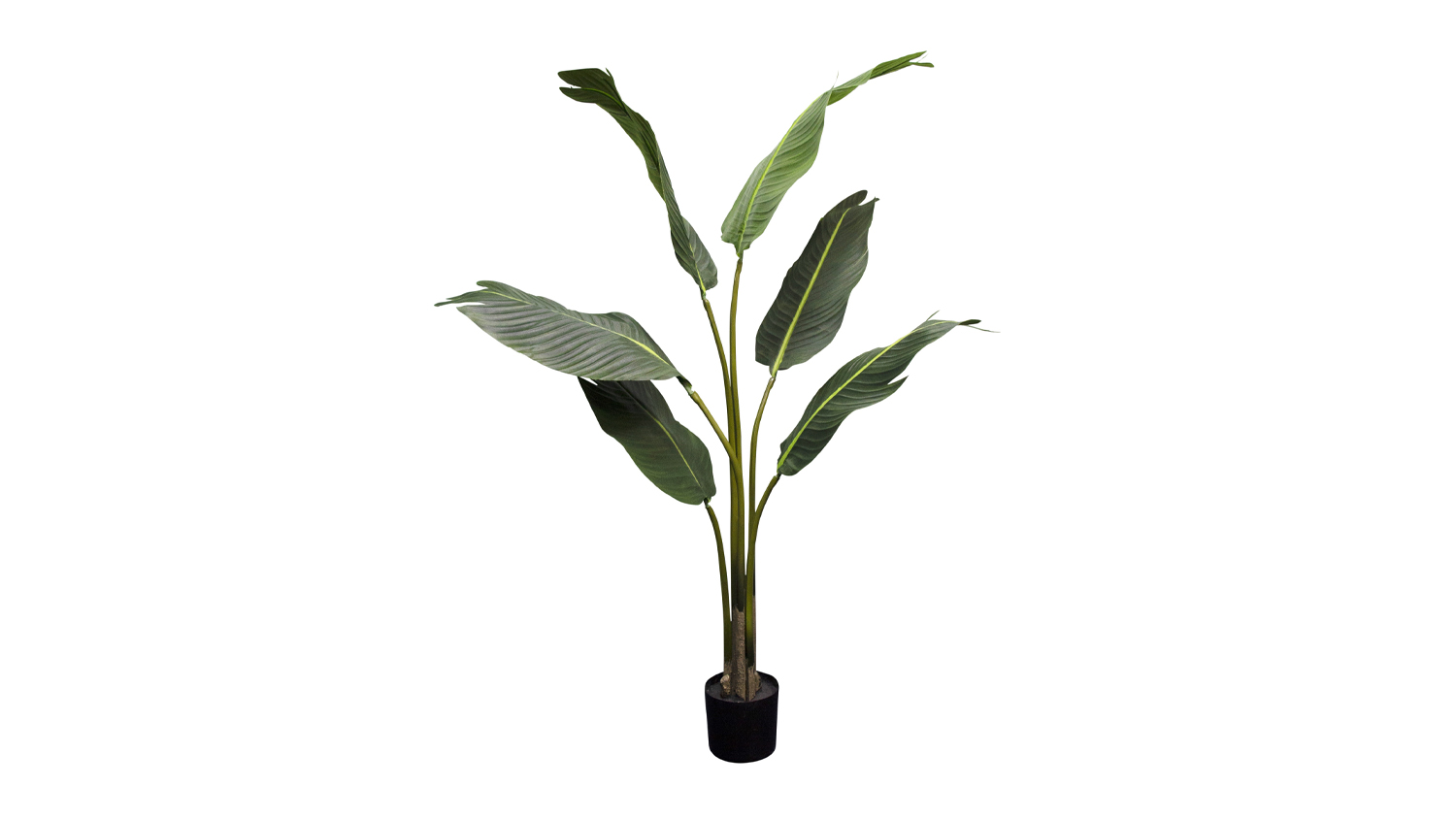 Strelitzia Nicolai - 120cm