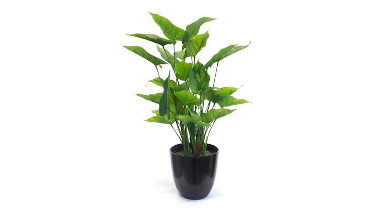 Anthurium Bush - 55cm