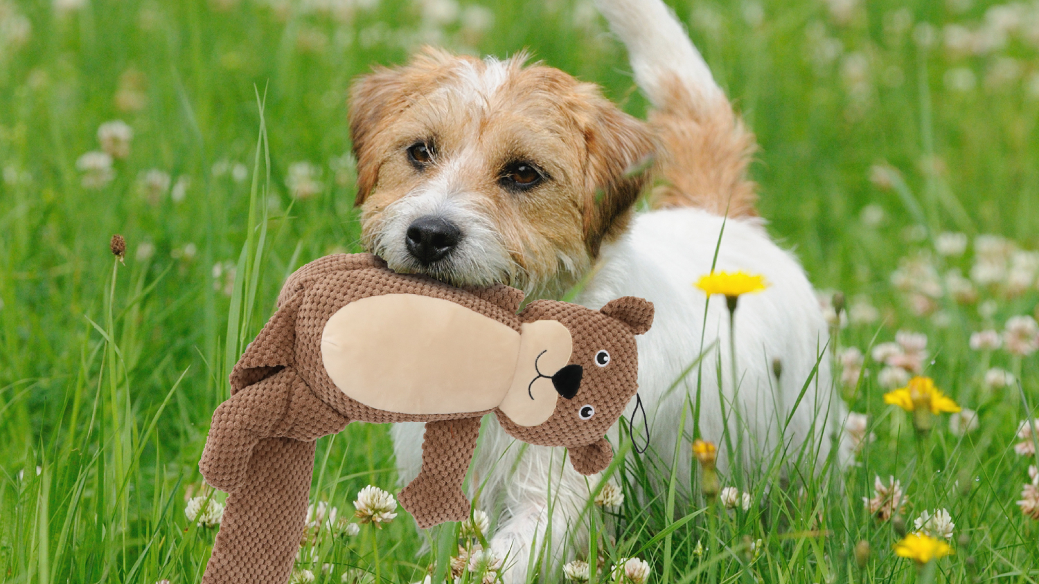 PaWz Rope Dog Teething Toy Pack 5pcs.