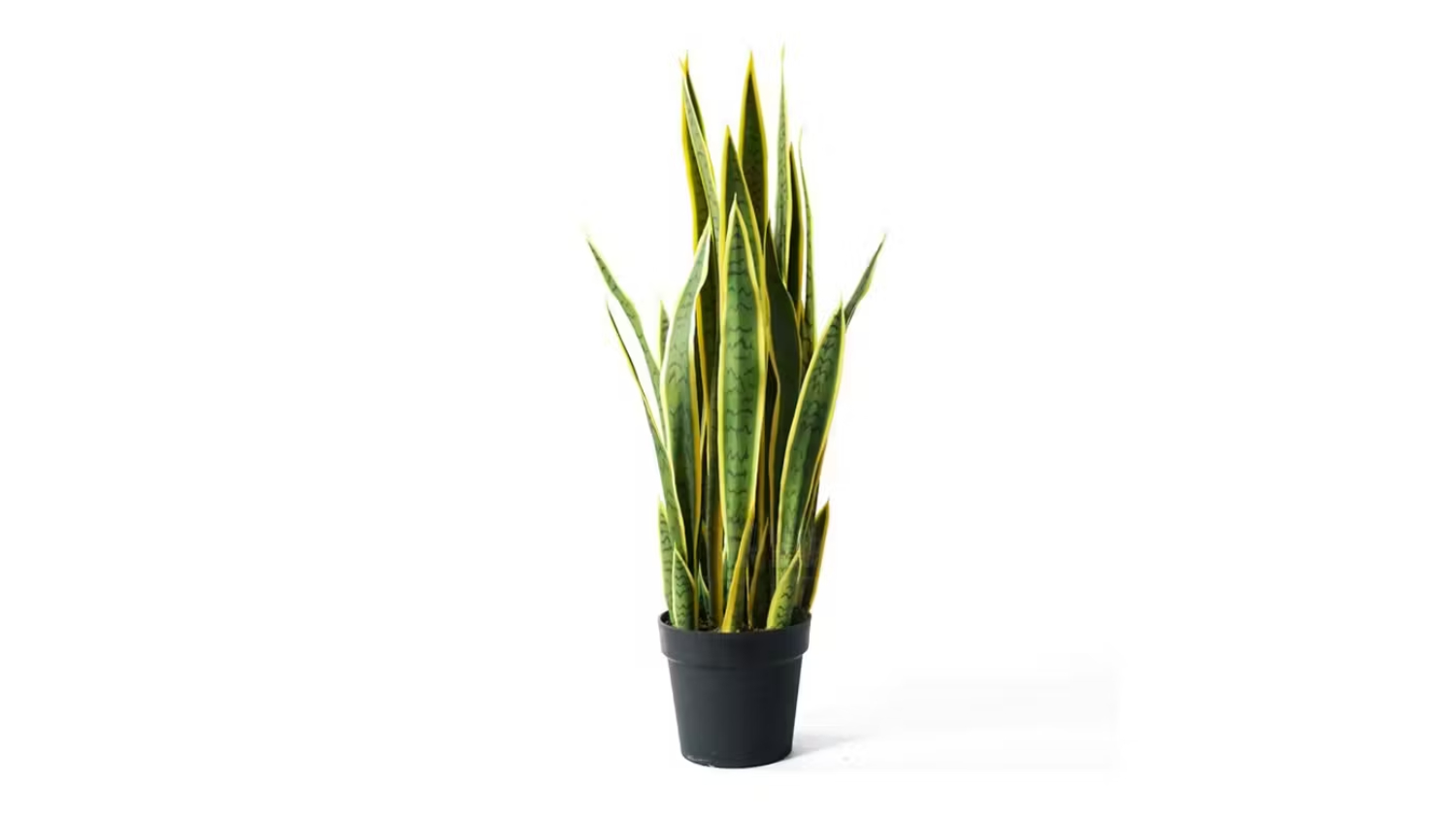 Soga Artificial Yellow Edge Tiger Piran Plant 50cm