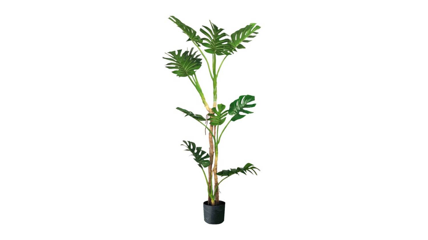 Soga Artificial Turtle Back Plant 175cm