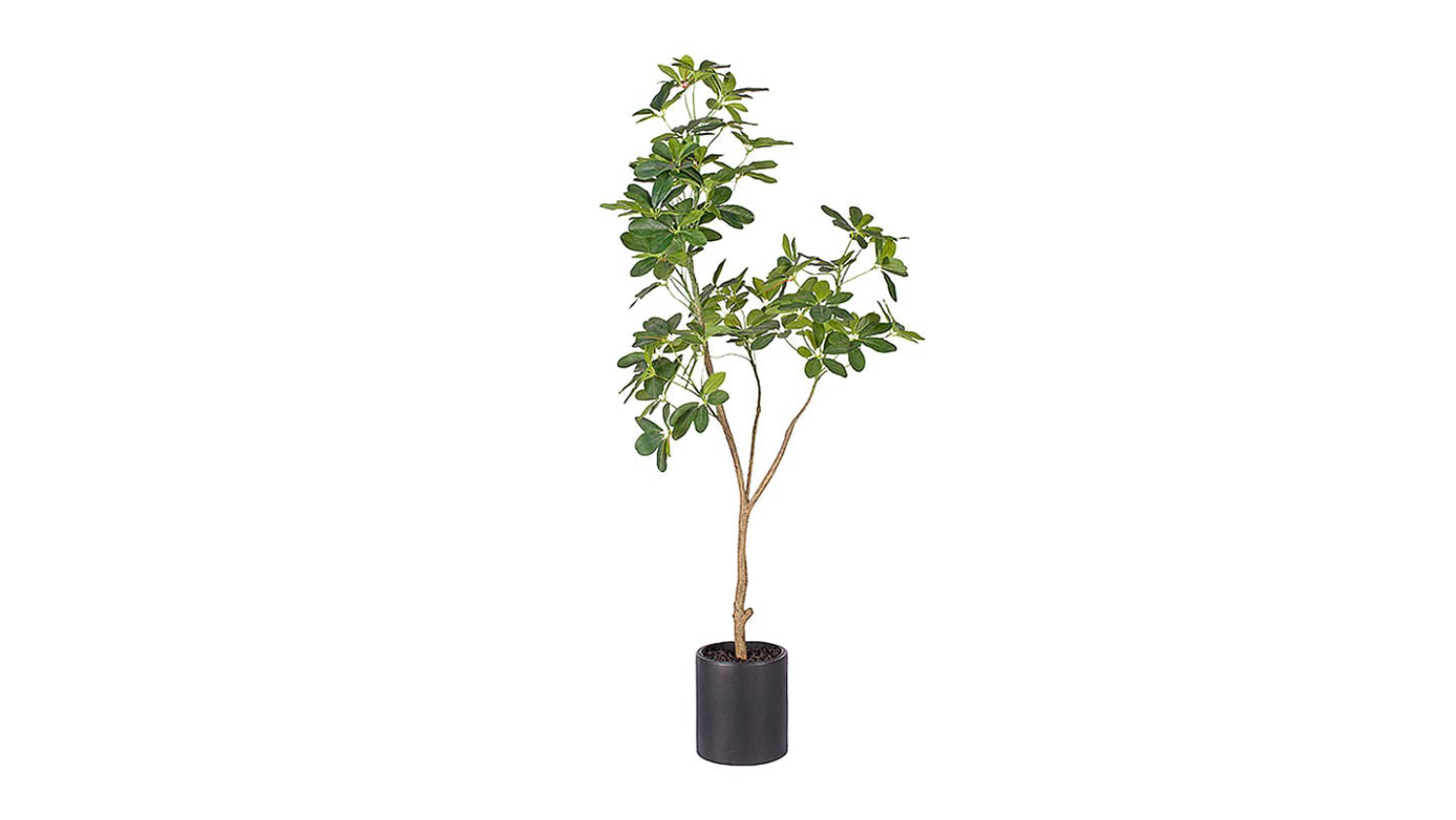 Soga Artificial Schefflera Plant 160cm