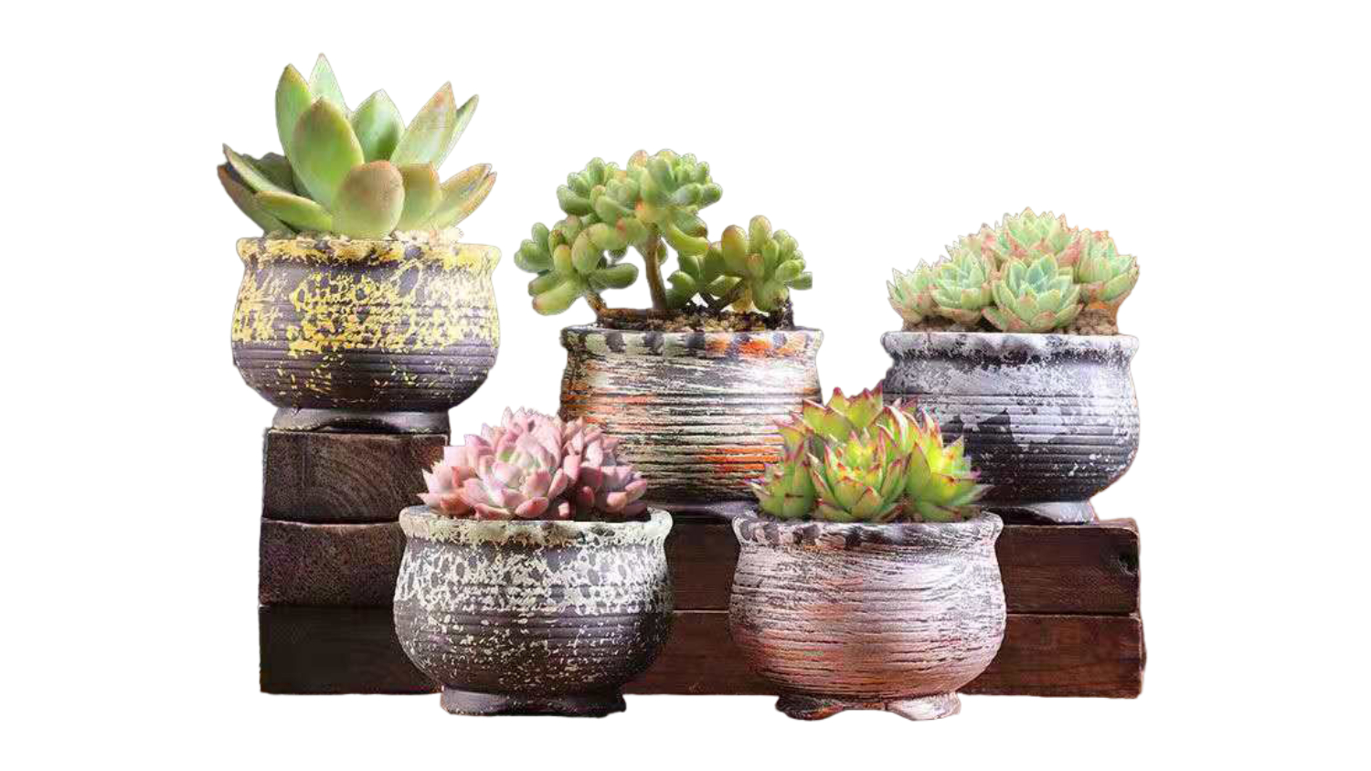 Five colourful ceramic pots with succulents arranged on wooden blocks