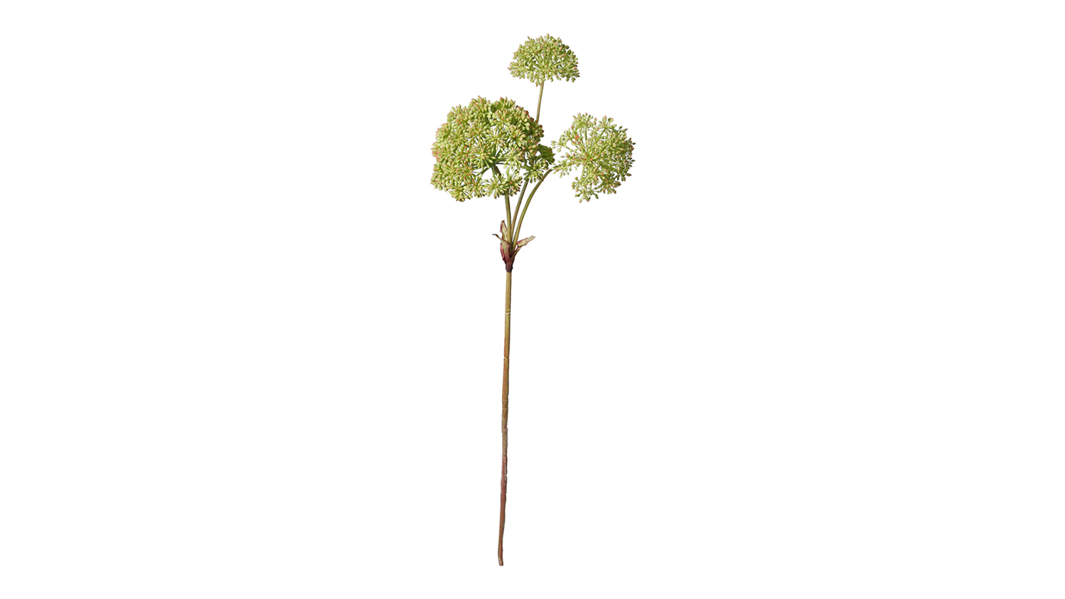 Sedum Joy 72cm Flower Spray in vibrant green